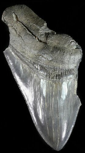 Partial, Serrated, Fossil Megalodon Tooth #49496